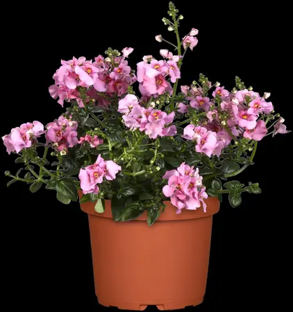 DIASCIA  6*9cm - image 1