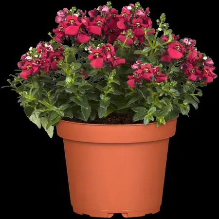 DIASCIA  6*9cm - image 2