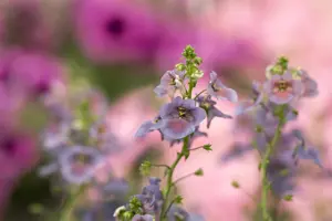Diascia 'Denim Blue' - P9 - image 2
