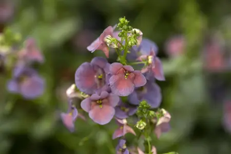 Diascia 'Denim Blue' - P9 - image 3