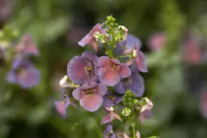 Diascia 'Denim Blue' - P9 - image 3