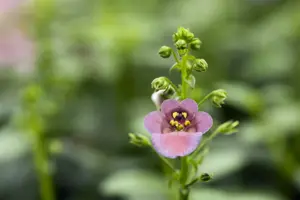 Diascia 'Denim Blue'