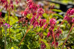 Dicentra formosa - P9 - image 5