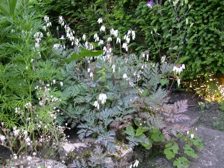 Dicentra formosa - P9 - image 3