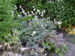 Dicentra formosa - P9 - image 3