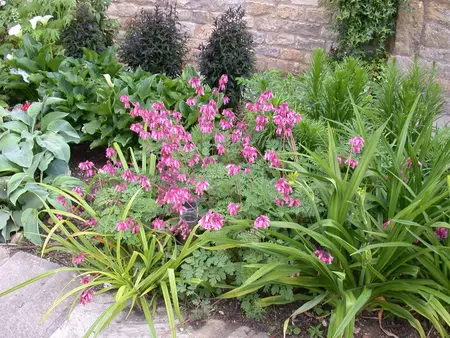 Dicentra formosa - P9 - image 4