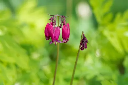 Dicentra formosa 'Bacchanal' - P11 - image 2