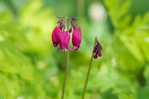 Dicentra formosa 'Bacchanal' - P11 - image 2