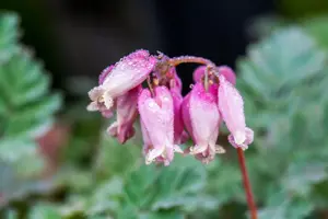 Dicentra formosa 'Luxuriant'