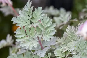 Dicentra formosa 'Luxuriant' - P11 - image 2