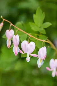 Dicentra spec. 'Cupid'