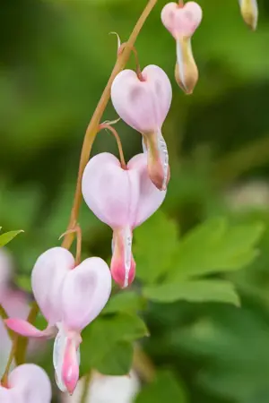 Dicentra spec. 'Cupid' - P11 - image 2