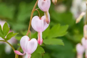 Dicentra spec. 'Cupid' - P11 - image 3