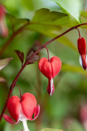 Dicentra spec. 'Valentine' - 2 Ltr pot - image 4