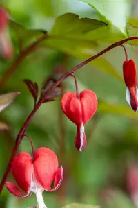 Dicentra spec. 'Valentine' - 2 Ltr pot - image 4