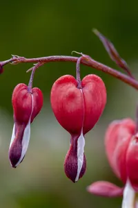 Dicentra spec. 'Valentine' - P9 - image 2