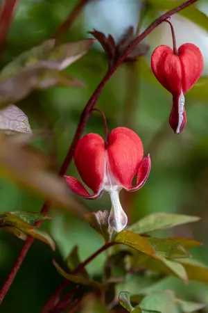 Dicentra spec. 'Valentine' - P9 - image 5