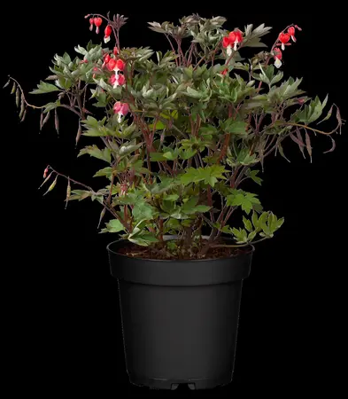 Dicentra spec. 'Valentine' - P9 - image 1