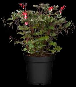 Dicentra spec. 'Valentine'