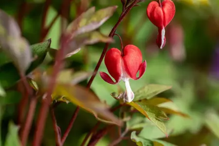 Dicentra spec. 'Valentine' - 2 Ltr pot - image 3