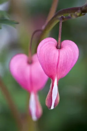 Dicentra spectabilis - 1.5 Ltr pot - image 2