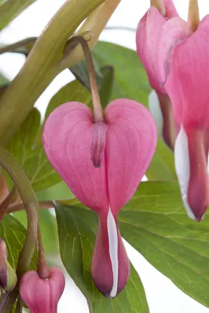 Dicentra spectabilis - 1.5 Ltr pot - image 4