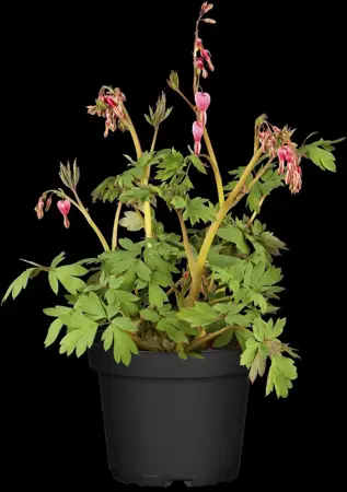 Dicentra spectabilis - P9 - image 3