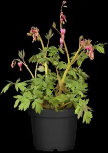 Dicentra spectabilis - P9 - image 3