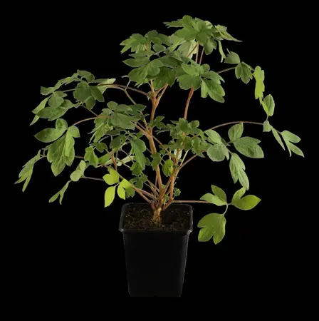 Dicentra spectabilis - P9 - image 1