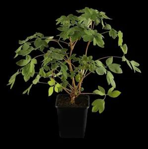 Dicentra spectabilis