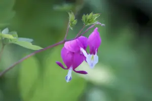 Dicentra spectabilis - P9 - image 2