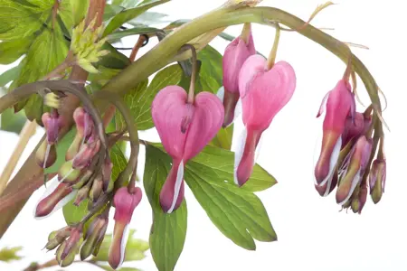 Dicentra spectabilis - P9 - image 5