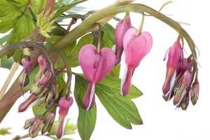 Dicentra spectabilis - 1.5 Ltr pot - image 3