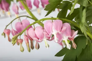 Dicentra spectabilis - 1.5 Ltr pot - image 5