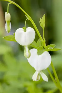 Dicentra spectabilis 'Alba' - P9 - image 4
