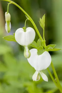 Dicentra spectabilis 'Alba' - 1.5 Ltr pot - image 2