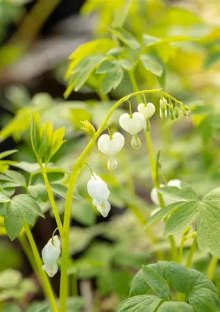 Dicentra spectabilis 'Alba' - 1.5 Ltr pot - image 5