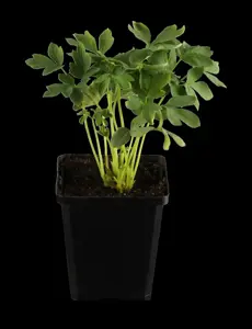 Dicentra spectabilis 'Alba'