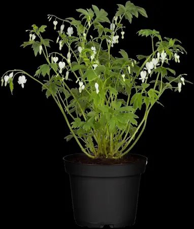 Dicentra spectabilis 'Alba' - P9 - image 3