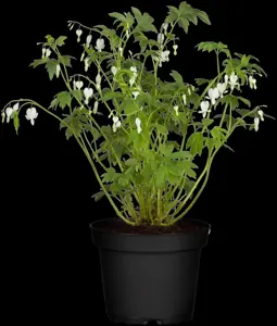 Dicentra spectabilis 'Alba' - P9 - image 3