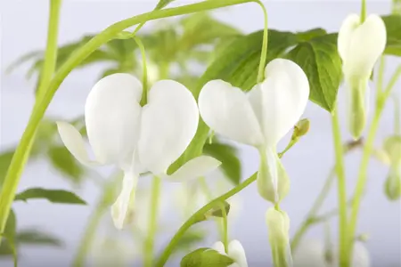 Dicentra spectabilis 'Alba' - P9 - image 2