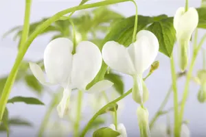 Dicentra spectabilis 'Alba' - P9 - image 2