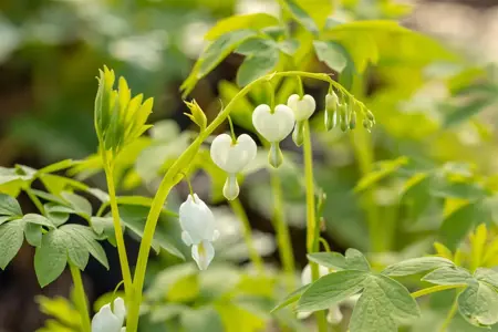 Dicentra spectabilis 'Alba' - P9 - image 5