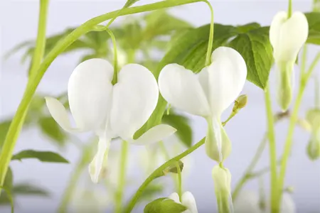 Dicentra spectabilis 'Alba' - 1.5 Ltr pot - image 1