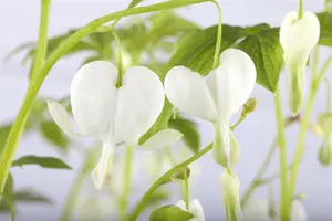 Dicentra spectabilis 'Alba' - 1.5 Ltr pot - image 1