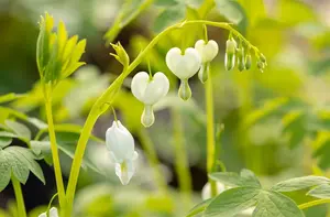 Dicentra spectabilis 'Alba' - 1.5 Ltr pot - image 4