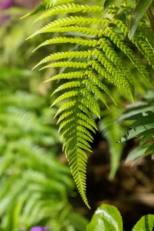 Dicksonia antarctica - 1.5 Ltr pot - image 4