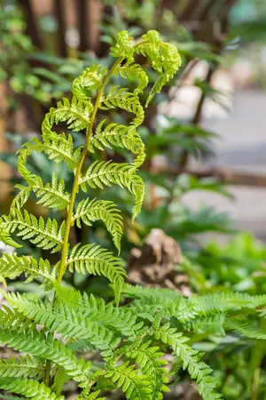 Dicksonia antarctica - 20 Ltr pot - image 1