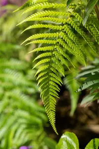 Dicksonia antarctica - 20 Ltr pot - image 4