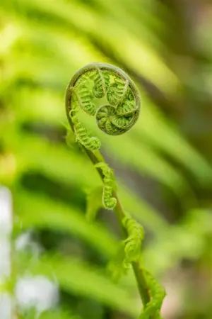 Dicksonia antarctica - 1.5 Ltr pot - image 3